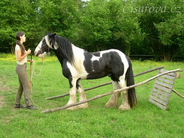 Bas, 7 her podle Pata Parelli - zacouvání mezi klády