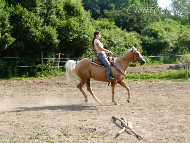 Quarter horse Jacs po třech měsících výcviku při ježdění na jízdárně  - zastavení ze cvalu
