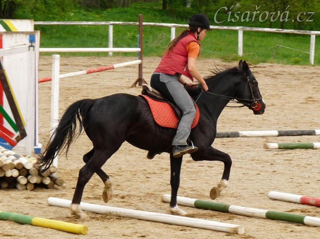 Hřebec Grant, práce na kavaletách