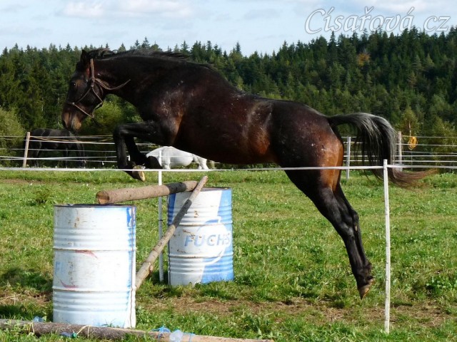 Appaloosa hřebec Monty skáče skokovou řadu ve volnosti - skákat nemusí jen "skoková" plemena:-)