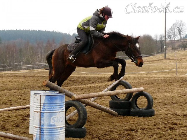 Appaloosa hřebec Monty a jeho první samostatné skoky
