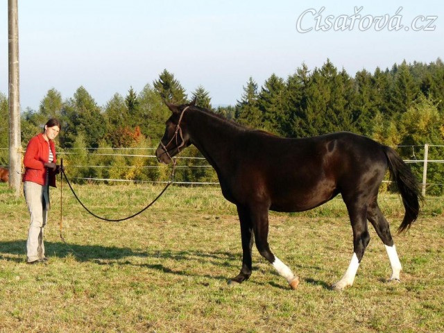 Kroona, kruhová hra, přivolání