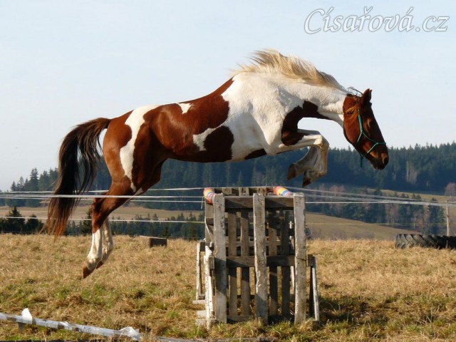 Skákání ve volnosti, osmiletá klisna Vikina, oxer 120cm vysoký