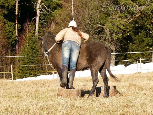 Tříletý Divíšek, práce ze země, zvykání na váhu jezdce