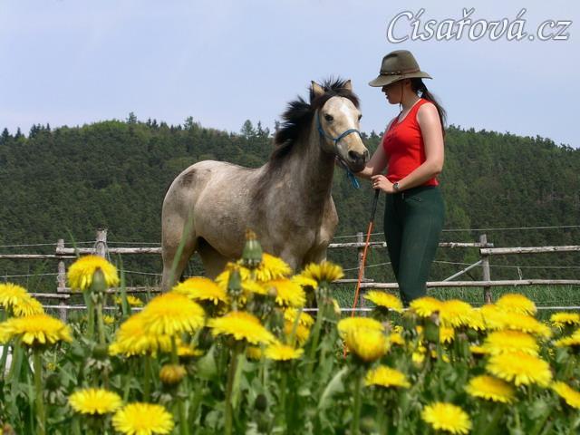 Parellistění v kruhové ohradě s jarníma pampeliškama
