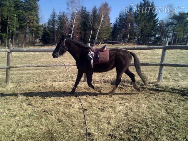 Tříletá Kroona poprvé na lonži