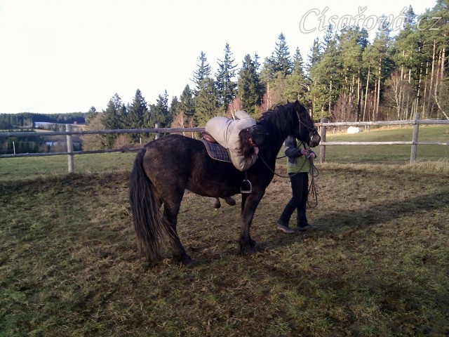 Obsedání problémového Welsh Coba Adventure, nejprve lehnutí přes hřbet