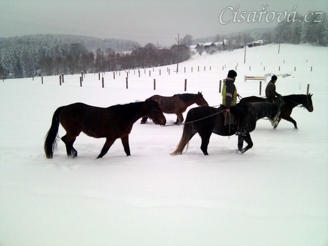 Mladí koně mohou před obsedáním chodit na vyjížďky s ostatními - krásně se nasvalí