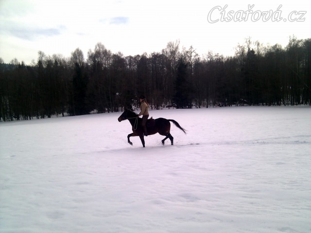 Tříletý Chesterton po dvou měsících od obsednutí, vyjížďka