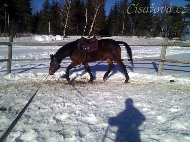Tříletý Chesterton na lonži se chambonem