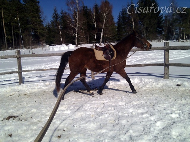 Tříletá Ascara poprvé na lonži