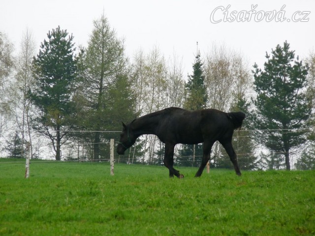 Carthago hlídkuje...
