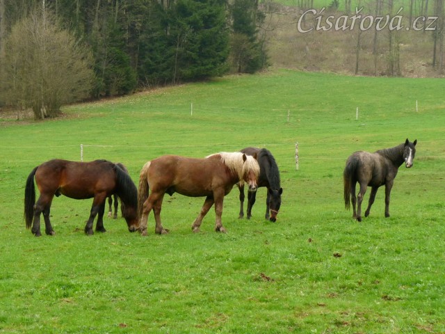 Stádo hřebců...
