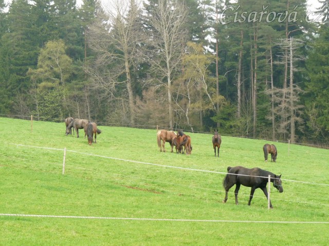 Stádo hřebců...