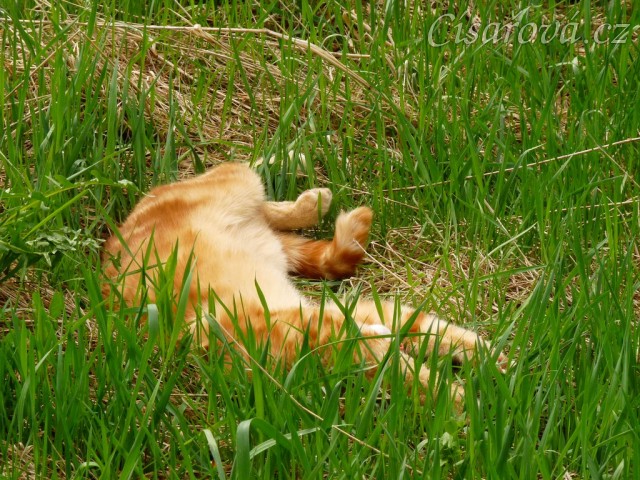 Kocour se moc unavil...:-)