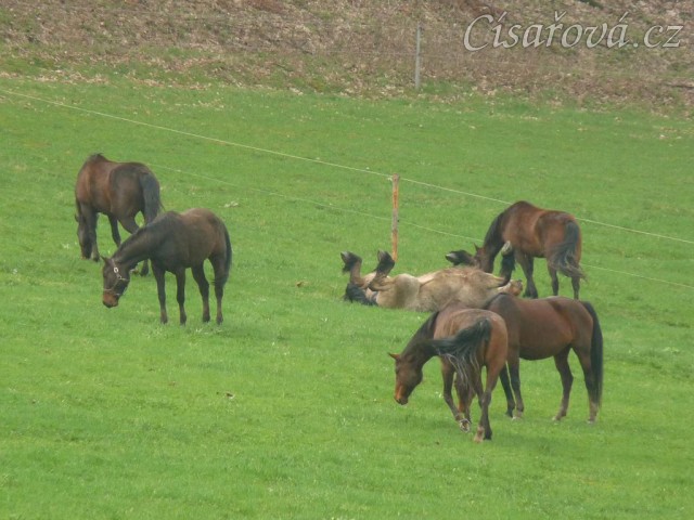 Někdo se pase, někdo válí...