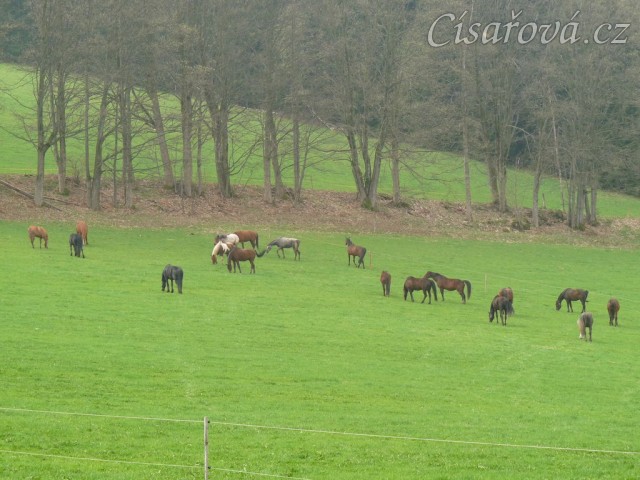 Stádo klisen, momentálně je v něm 21 koní