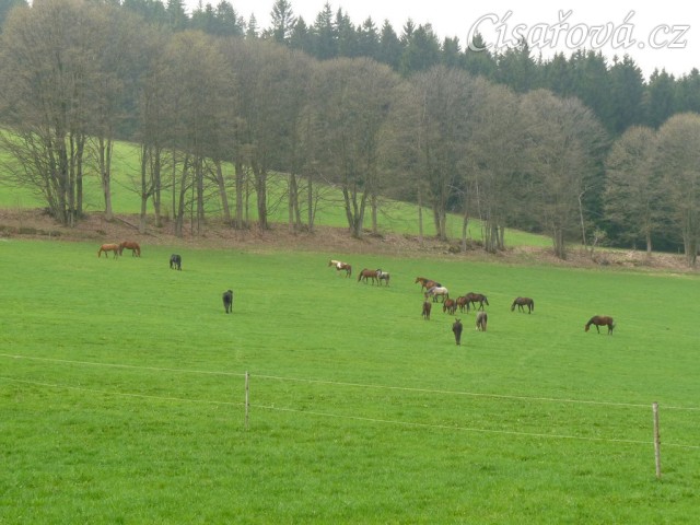Stádo klisen, momentálně je v něm 21 koní