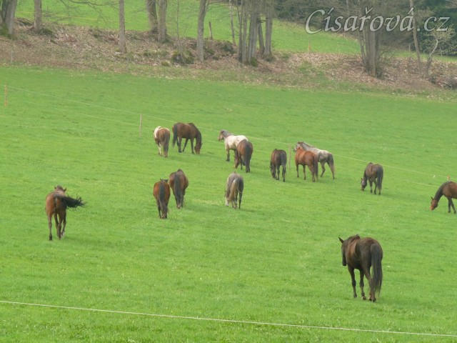 Stádo klisen, jdeme se pást...