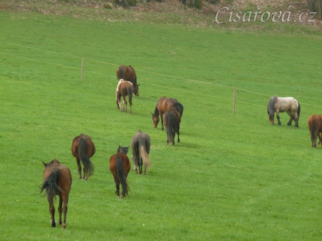 Stádo klisen, jdeme se pást...