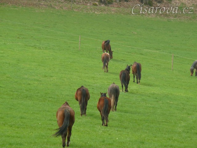 Stádo klisen, jdeme se pást...