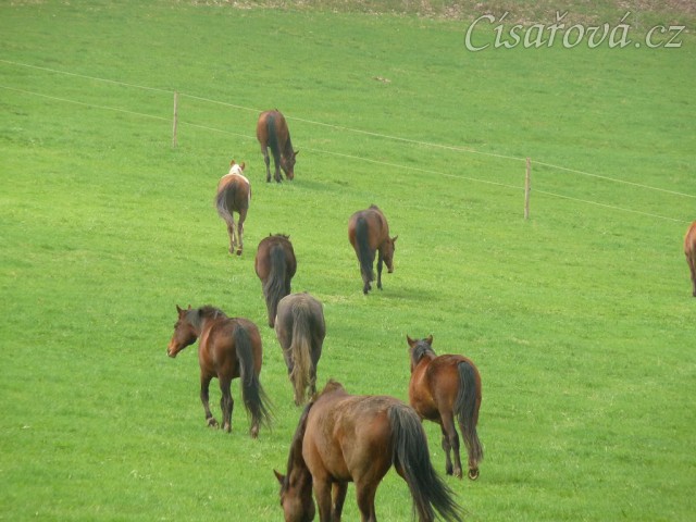 Stádo klisen, jdeme se pást...