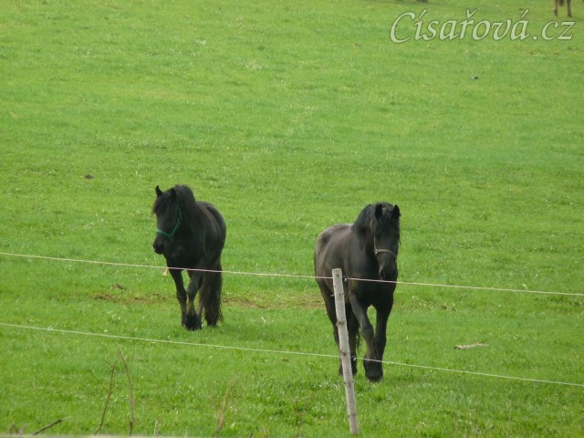 Nejnovější přírůstci, dvě fríské klisny