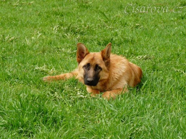 Sally se unavila...:-)