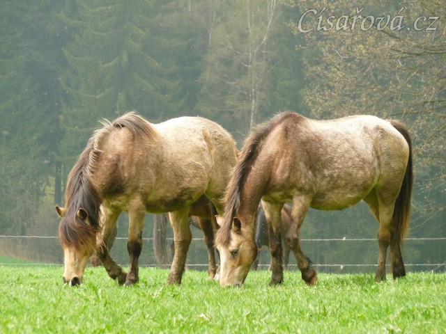 Naši poníci, tradičně na jaře "plesniví" :-)