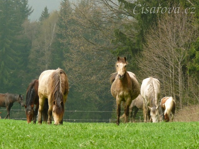 Naši poníci, tradičně na jaře "plesniví" :-)