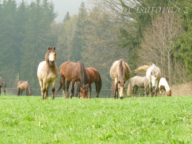Naši poníci, tradičně na jaře "plesniví" :-)