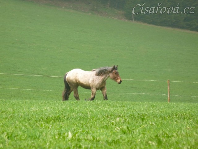 Fiona je velice aktivní began...