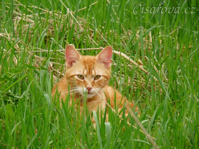 Tráva už je dost narostlá...:-)