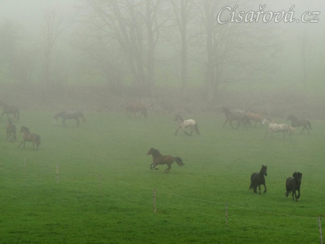 Stádo klisen dovádí po vypuštění na pastvinu