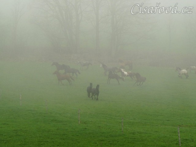 Stádo klisen dovádí po vypuštění na pastvinu