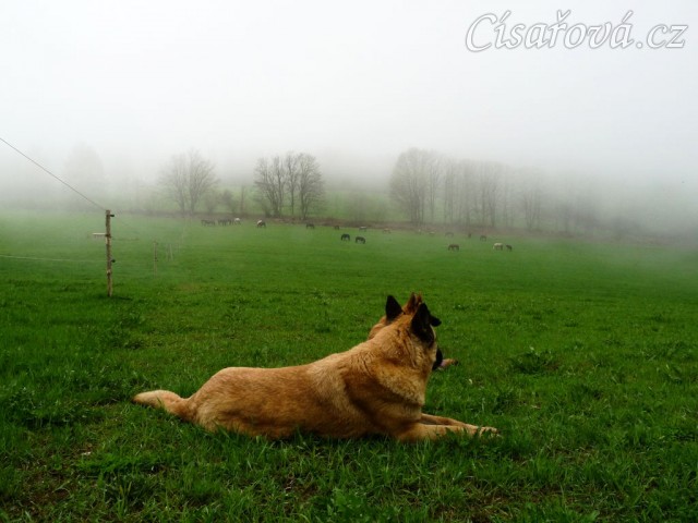 Psi mají vše pod kontrolou:-)