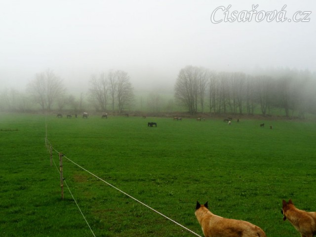 Psi mají vše pod kontrolou:-)