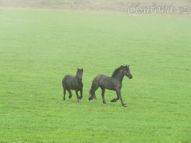 Nejnovější přírůstci, dvě fríské klisny
