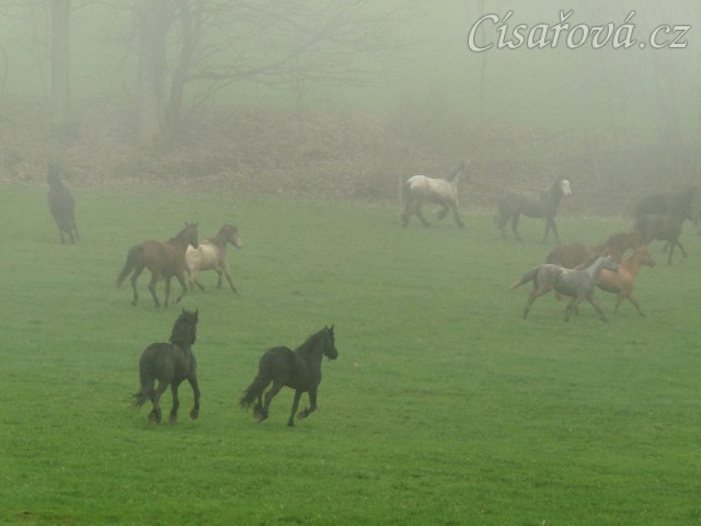 Stádo klisen dovádí po vypuštění na pastvinu