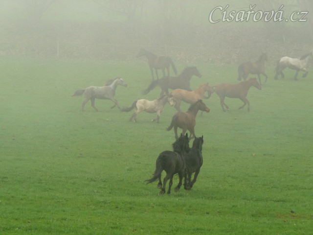 Stádo klisen dovádí po vypuštění na pastvinu