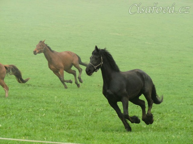 Stádo klisen dovádí po vypuštění na pastvinu