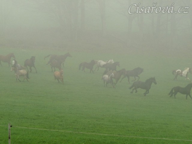 Stádo klisen dovádí po vypuštění na pastvinu
