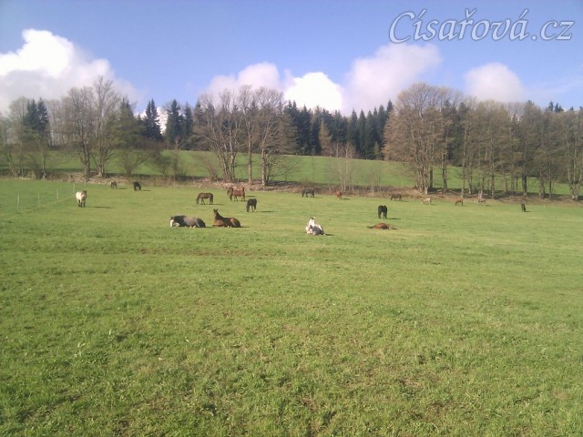 Stádo klisen, siesta