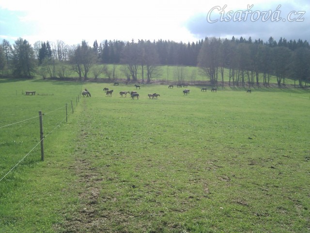 Stádo klisen, siesta