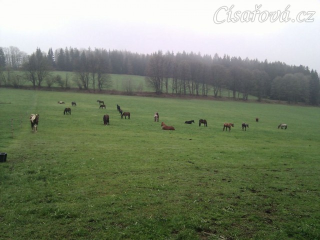 Stádo klisen, siesta