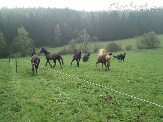 Hřebci dovádí po vypuštění na pastvinu...