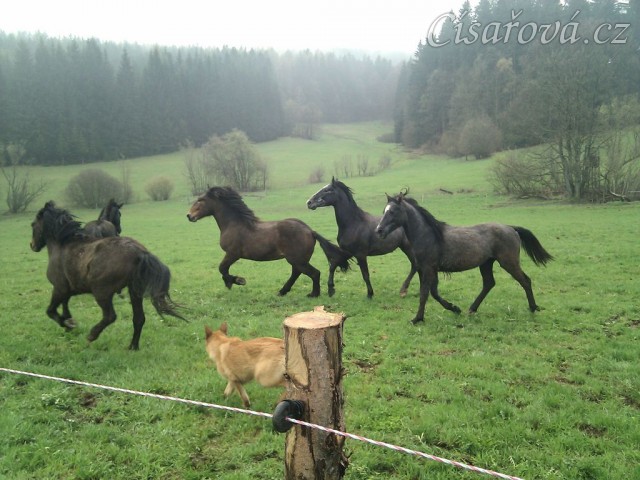 Hřebci dovádí po vypuštění na pastvinu...