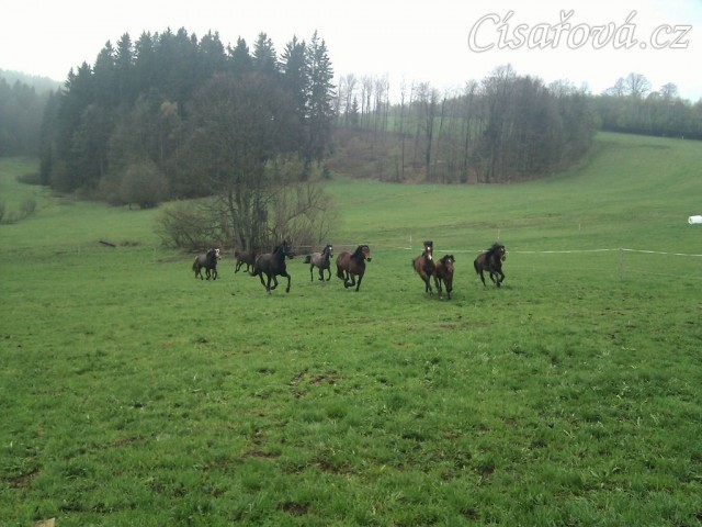 Hřebci dovádí po vypuštění na pastvinu...