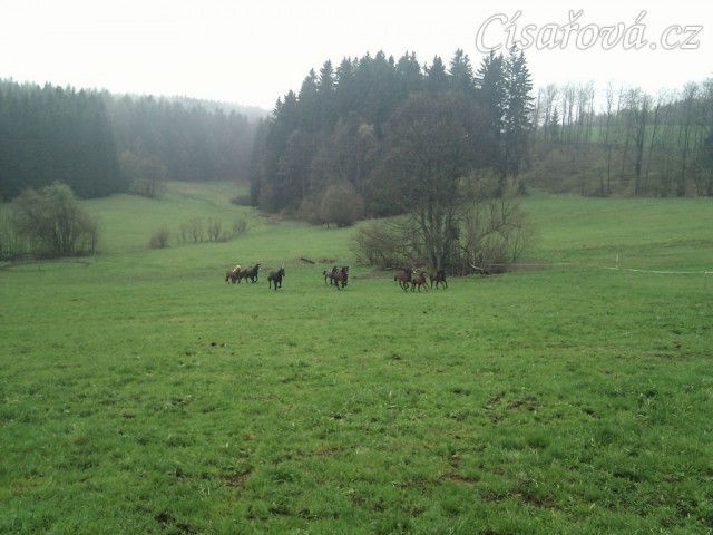 Hřebci dovádí po vypuštění na pastvinu...