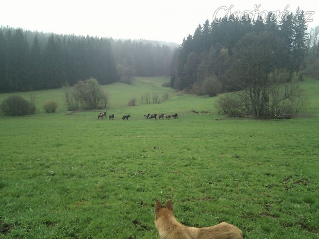 Hřebci dovádí po vypuštění na pastvinu...